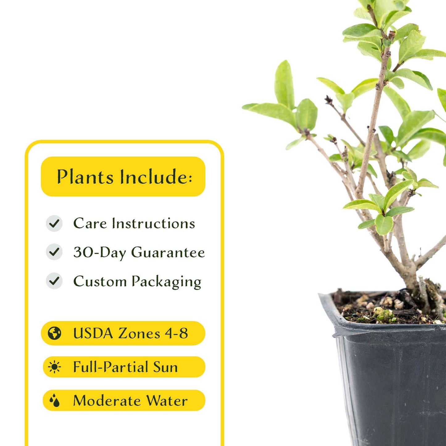 2 Lodense Privet Plants in 3.5" Cubes | Compact Evergreen Shrub | Dense Dwarf Hedge for Borders & Landscaping (Ligustrum vulgare 'Lodense')