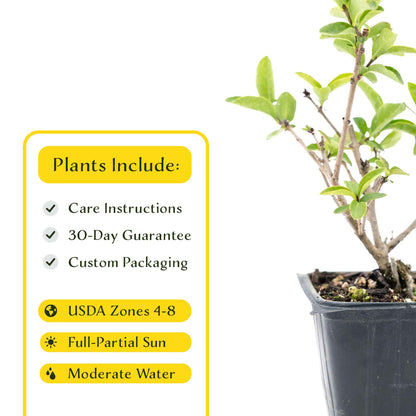 2 Lodense Privet Plants in 3.5" Cubes | Compact Evergreen Shrub | Dense Dwarf Hedge for Borders & Landscaping (Ligustrum vulgare 'Lodense')