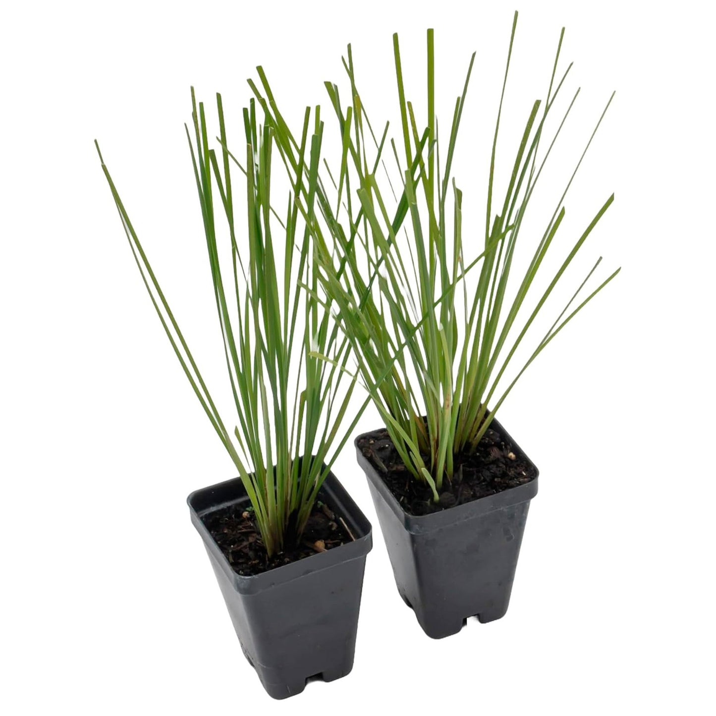 Lomandra Longifolia | Live Plant in 2.5 Inch Nursery Cube | Basket Grass