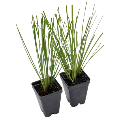 Lomandra Longifolia | Live Plant in 2.5 Inch Nursery Cube | Basket Grass