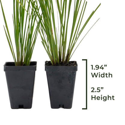 Lomandra Longifolia | Live Plant in 2.5 Inch Nursery Cube | Basket Grass