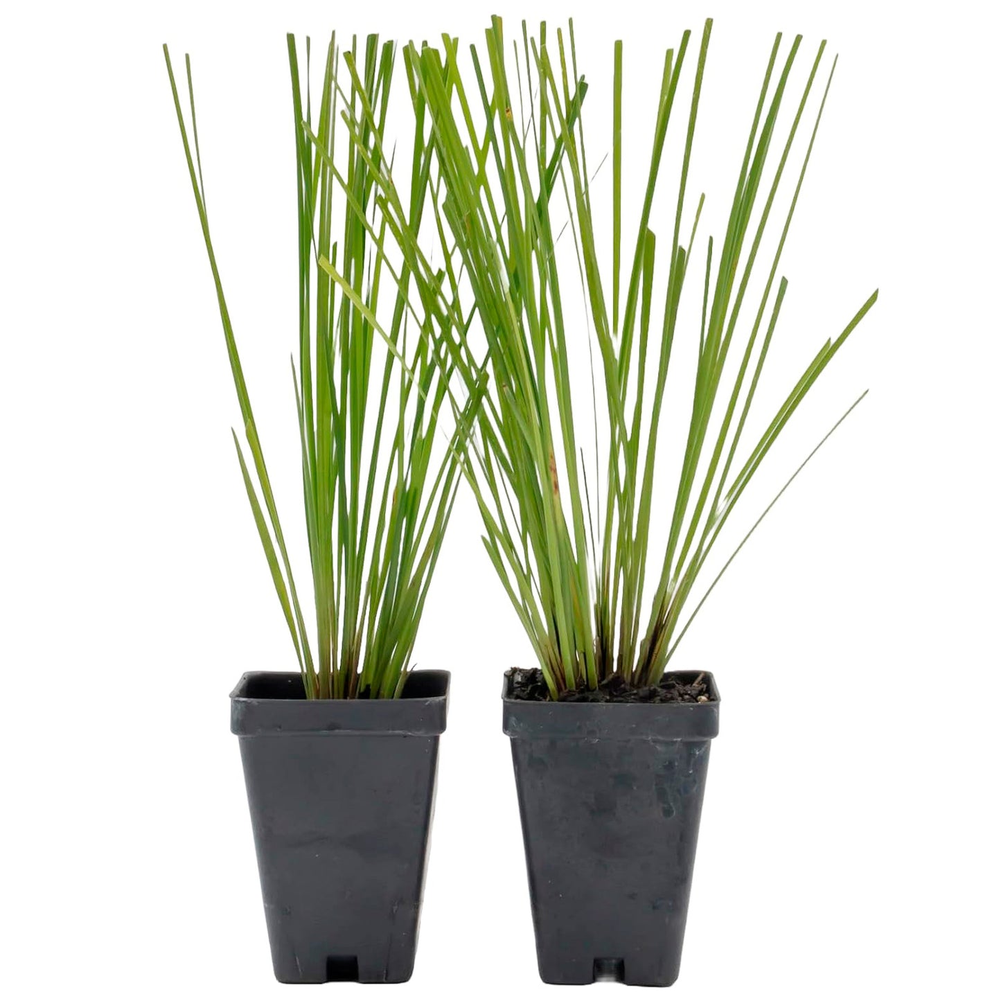 Lomandra Longifolia | Live Plant in 2.5 Inch Nursery Cube | Basket Grass