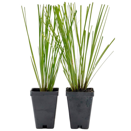 Lomandra Longifolia | Live Plant in 2.5 Inch Nursery Cube | Basket Grass