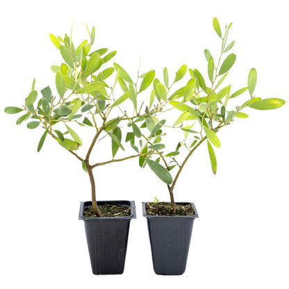 2 Acacia redolens ‘Low Boy’, Live Plants in 3.5 Cubes (Acacia redolens 'Low Boy') Dense Flowering Evergreen Shrub with Bright Yellow Blooms
