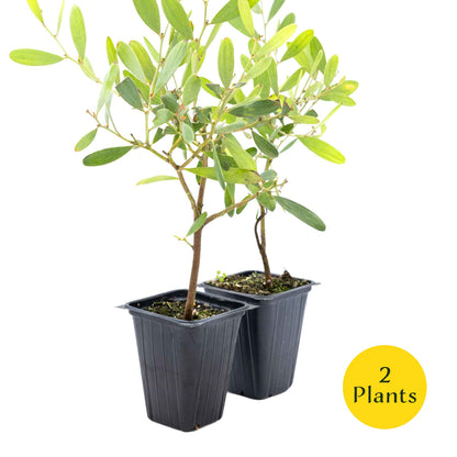 2 Acacia redolens ‘Low Boy’, Live Plants in 3.5 Cubes (Acacia redolens 'Low Boy') Dense Flowering Evergreen Shrub with Bright Yellow Blooms