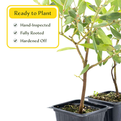 2 Acacia redolens ‘Low Boy’, Live Plants in 3.5 Cubes (Acacia redolens 'Low Boy') Dense Flowering Evergreen Shrub with Bright Yellow Blooms