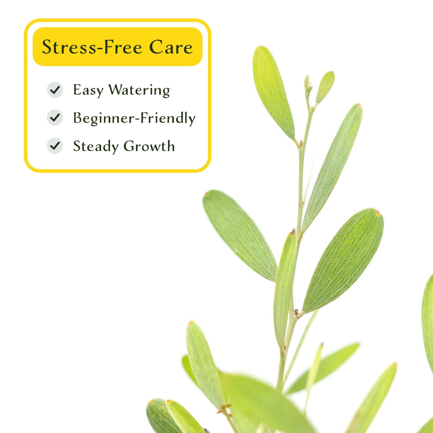 2 Acacia redolens ‘Low Boy’, Live Plants in 3.5 Cubes (Acacia redolens 'Low Boy') Dense Flowering Evergreen Shrub with Bright Yellow Blooms