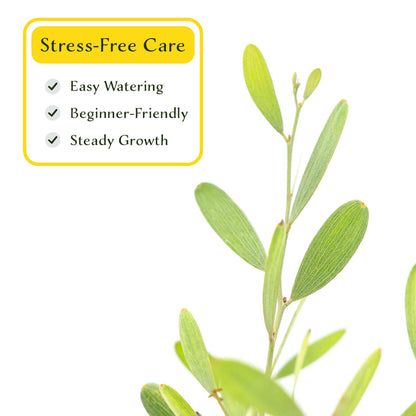 2 Acacia redolens ‘Low Boy’, Live Plants in 3.5 Cubes (Acacia redolens 'Low Boy') Dense Flowering Evergreen Shrub with Bright Yellow Blooms