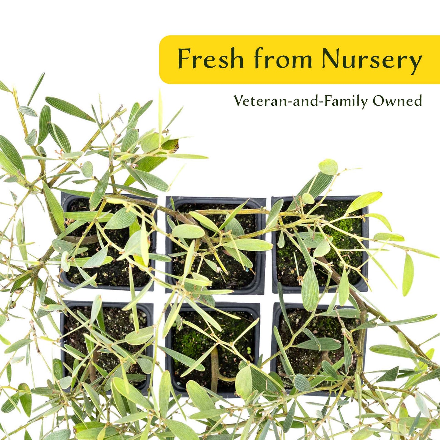 2 Acacia redolens ‘Low Boy’, Live Plants in 3.5 Cubes (Acacia redolens 'Low Boy') Dense Flowering Evergreen Shrub with Bright Yellow Blooms