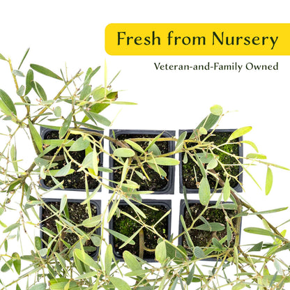 2 Acacia redolens ‘Low Boy’, Live Plants in 3.5 Cubes (Acacia redolens 'Low Boy') Dense Flowering Evergreen Shrub with Bright Yellow Blooms