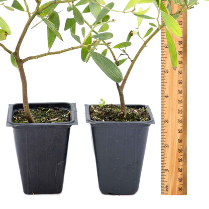 2 Acacia redolens ‘Low Boy’, Live Plants in 3.5 Cubes (Acacia redolens 'Low Boy') Dense Flowering Evergreen Shrub with Bright Yellow Blooms