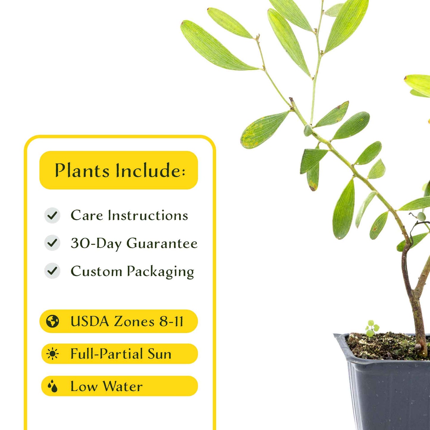 2 Acacia redolens ‘Low Boy’, Live Plants in 3.5 Cubes (Acacia redolens 'Low Boy') Dense Flowering Evergreen Shrub with Bright Yellow Blooms