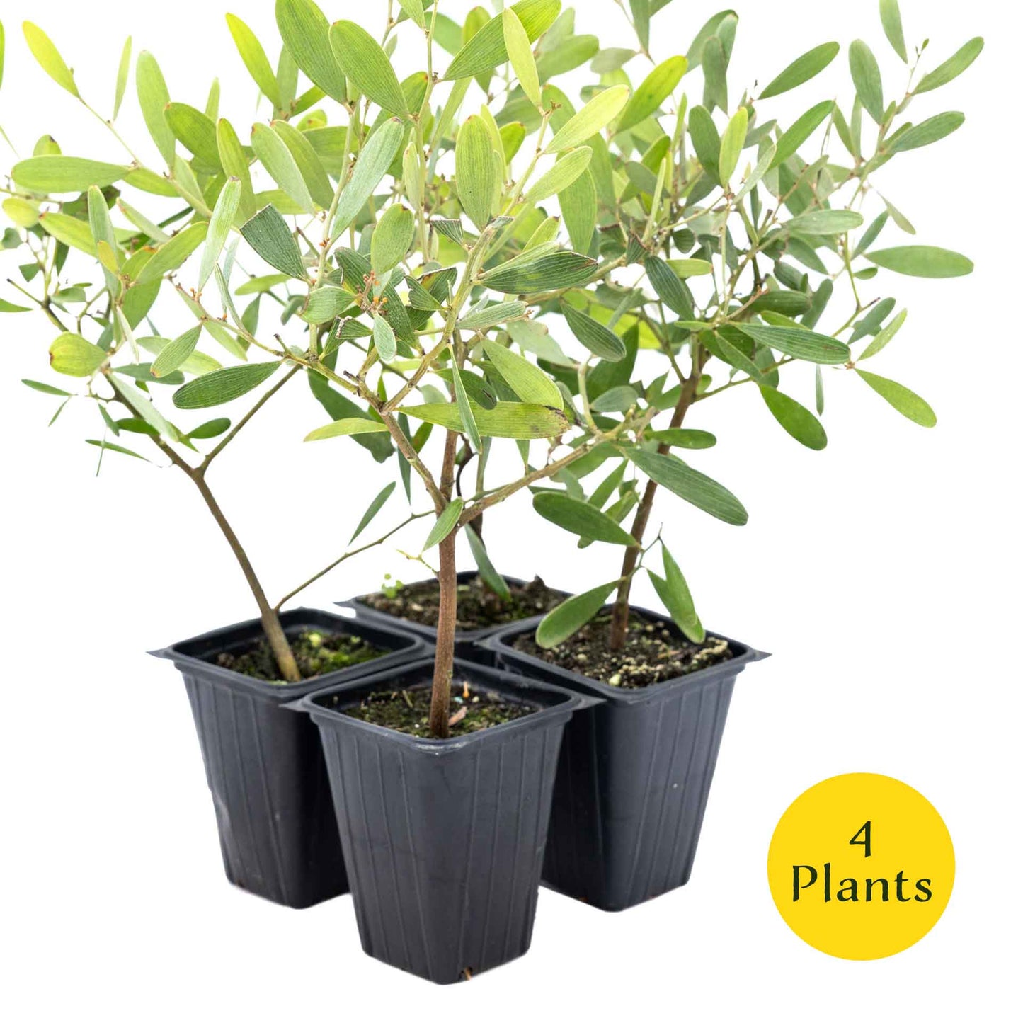 2 Acacia redolens ‘Low Boy’, Live Plants in 3.5 Cubes (Acacia redolens 'Low Boy') Dense Flowering Evergreen Shrub with Bright Yellow Blooms