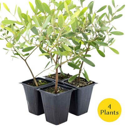 2 Acacia redolens ‘Low Boy’, Live Plants in 3.5 Cubes (Acacia redolens 'Low Boy') Dense Flowering Evergreen Shrub with Bright Yellow Blooms