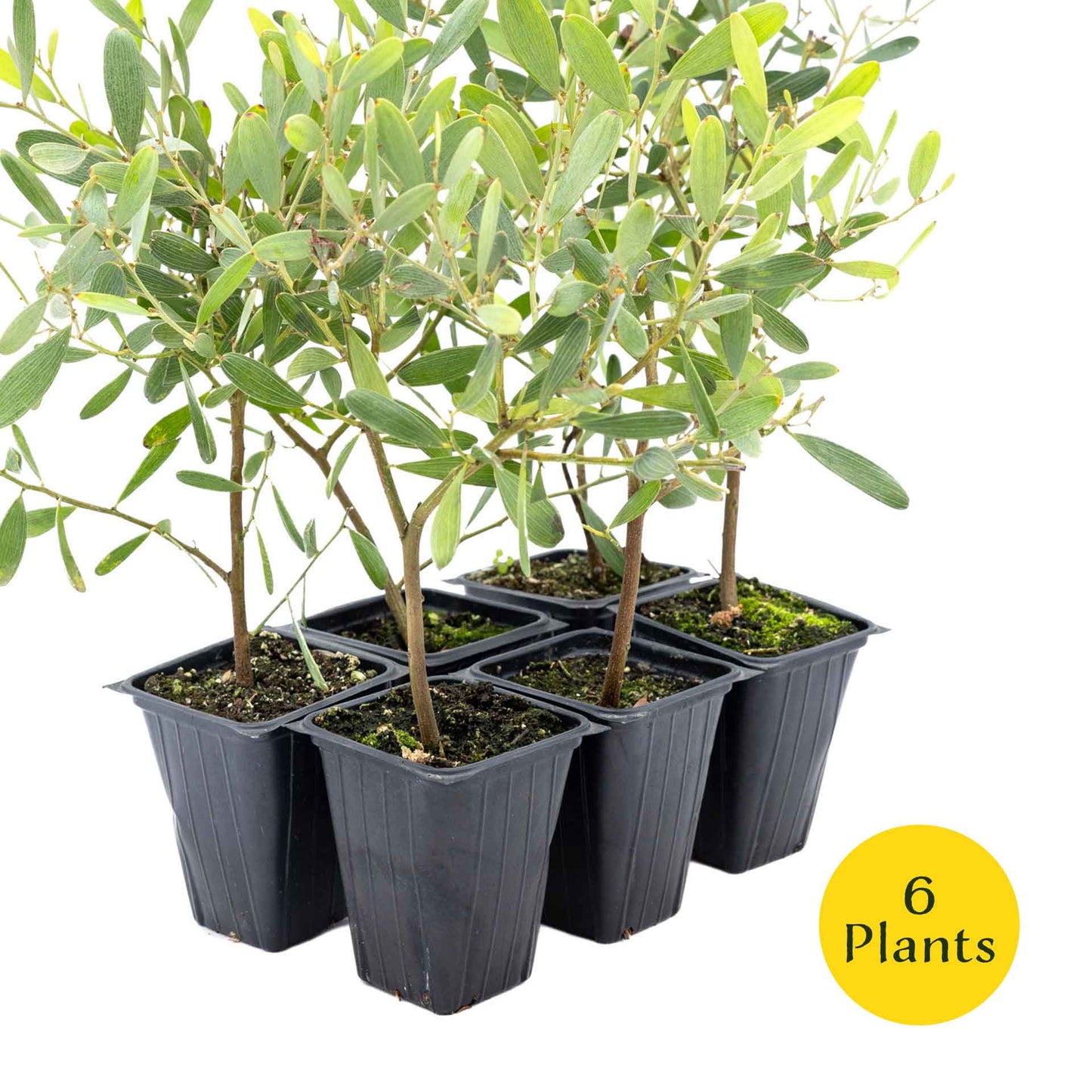 2 Acacia redolens ‘Low Boy’, Live Plants in 3.5 Cubes (Acacia redolens 'Low Boy') Dense Flowering Evergreen Shrub with Bright Yellow Blooms