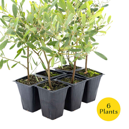 2 Acacia redolens ‘Low Boy’, Live Plants in 3.5 Cubes (Acacia redolens 'Low Boy') Dense Flowering Evergreen Shrub with Bright Yellow Blooms