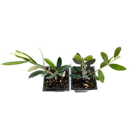 Mission Olive Tree in 2.5″ Cubes (Olea europaea ‘Mission’)