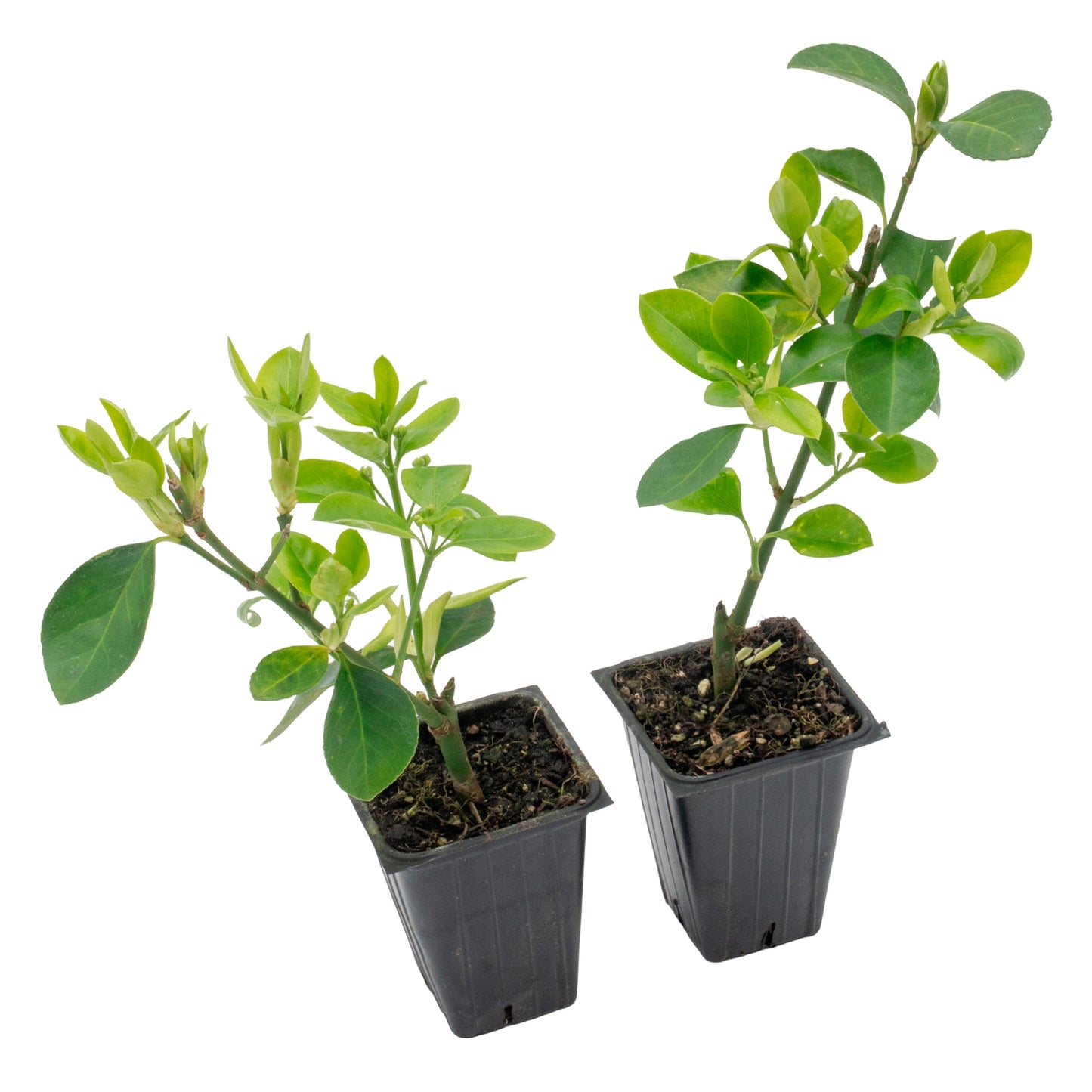 Manhattan Euonymus | Live Plant in 2.5 Inch Nursery Cube | Euonymus Kiautschovicus ‘Manhattan’