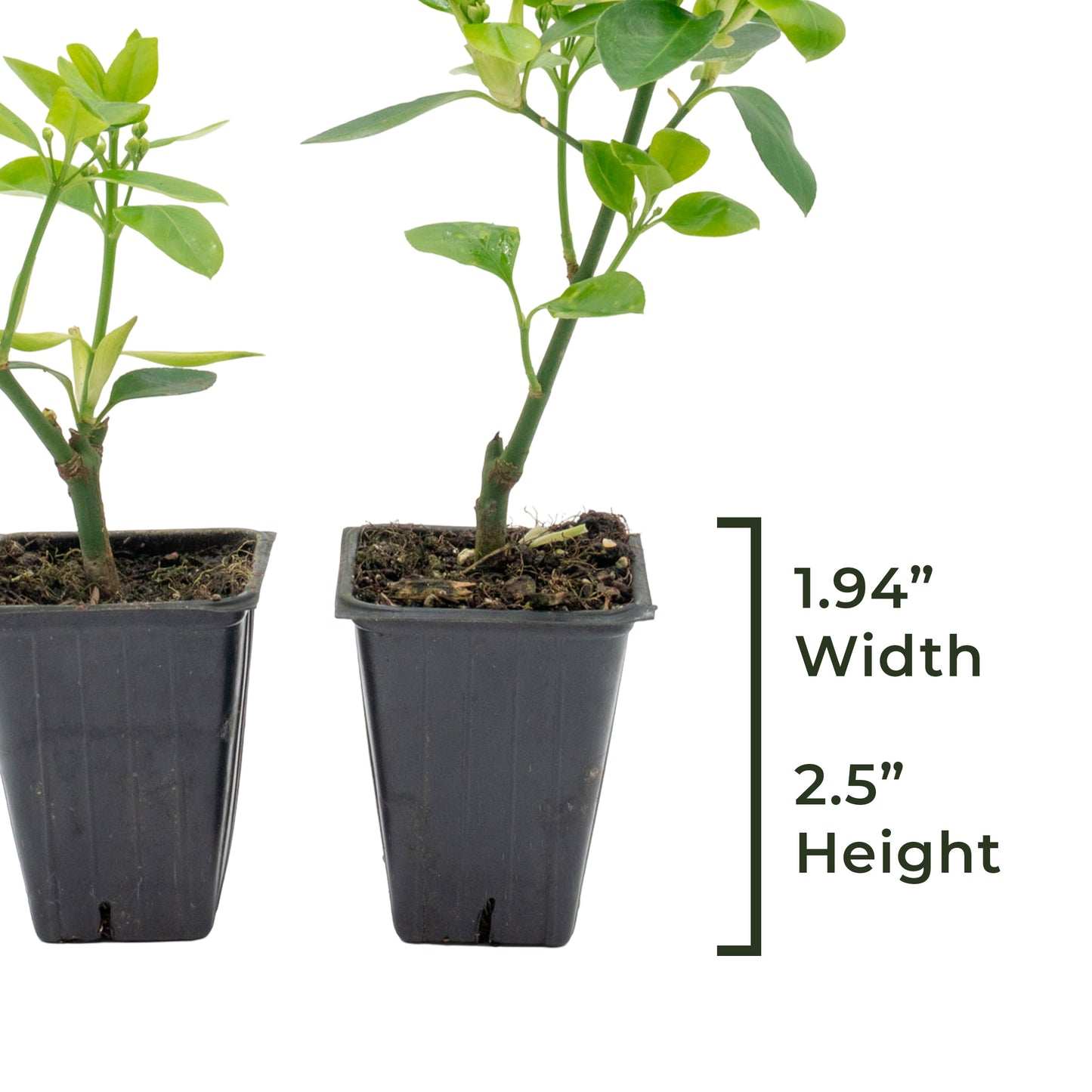 Manhattan Euonymus | Live Plant in 2.5 Inch Nursery Cube | Euonymus Kiautschovicus ‘Manhattan’