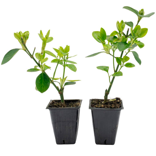 Manhattan Euonymus | Live Plant in 2.5 Inch Nursery Cube | Euonymus Kiautschovicus ‘Manhattan’