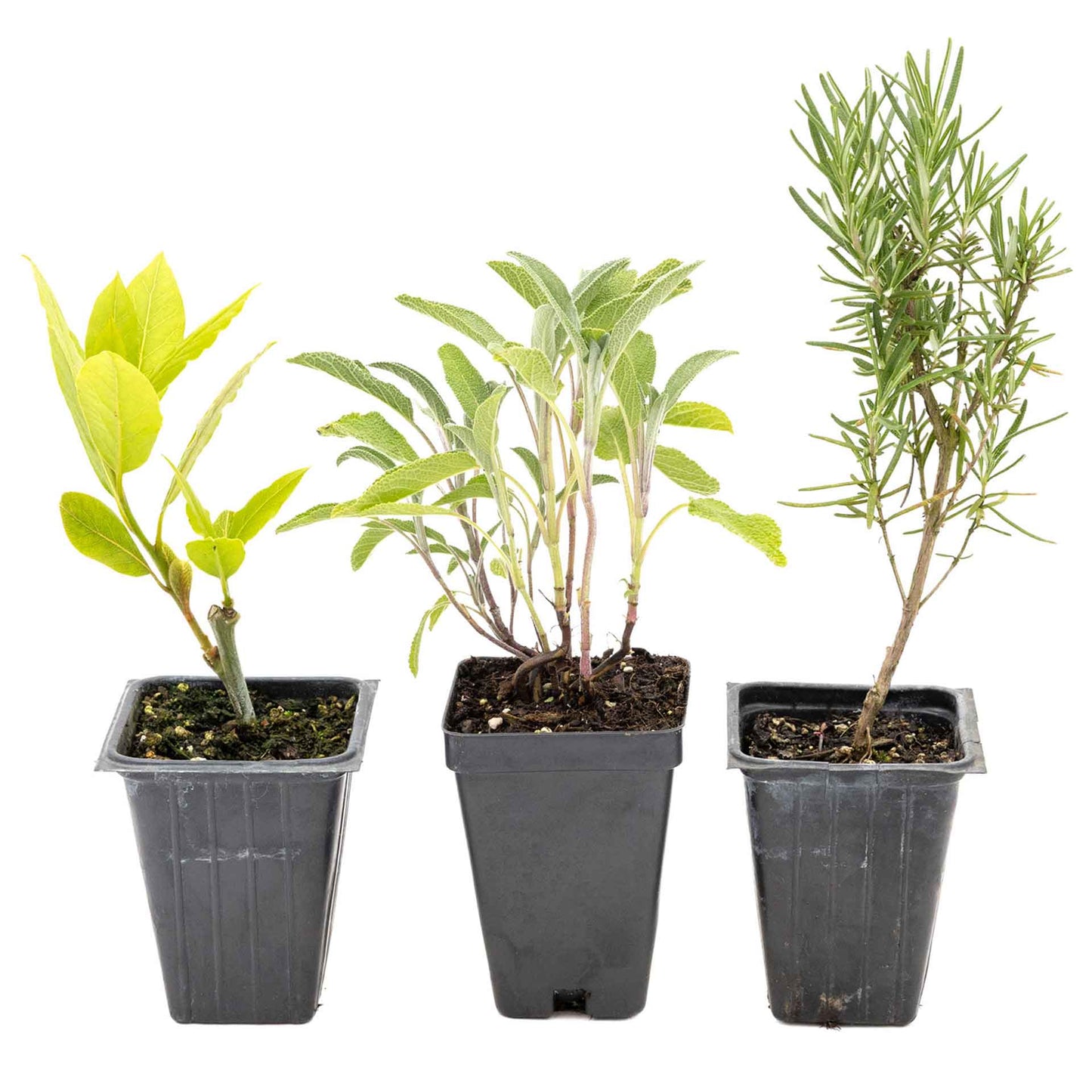 1 Mediterranean Chef’s Herb Plant Trio: Aromatic Culinary Herbs in 3.5" Cubes | Bay Laurel, Rosemary, & Sage Plants for Cooking and Gardens