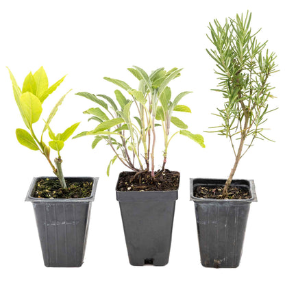 1 Mediterranean Chef’s Herb Plant Trio: Aromatic Culinary Herbs in 3.5" Cubes | Bay Laurel, Rosemary, & Sage Plants for Cooking and Gardens