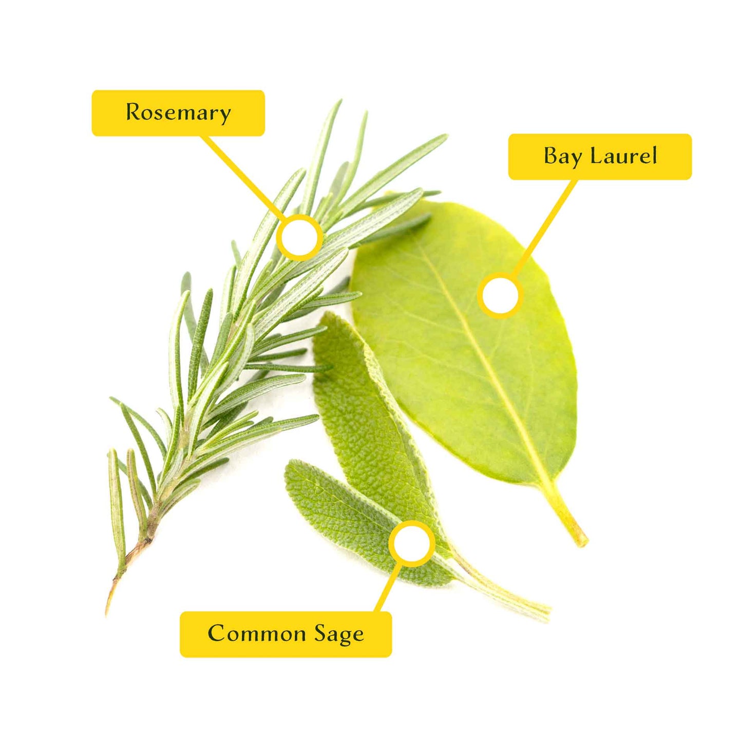 1 Mediterranean Chef’s Herb Plant Trio: Aromatic Culinary Herbs in 3.5" Cubes | Bay Laurel, Rosemary, & Sage Plants for Cooking and Gardens