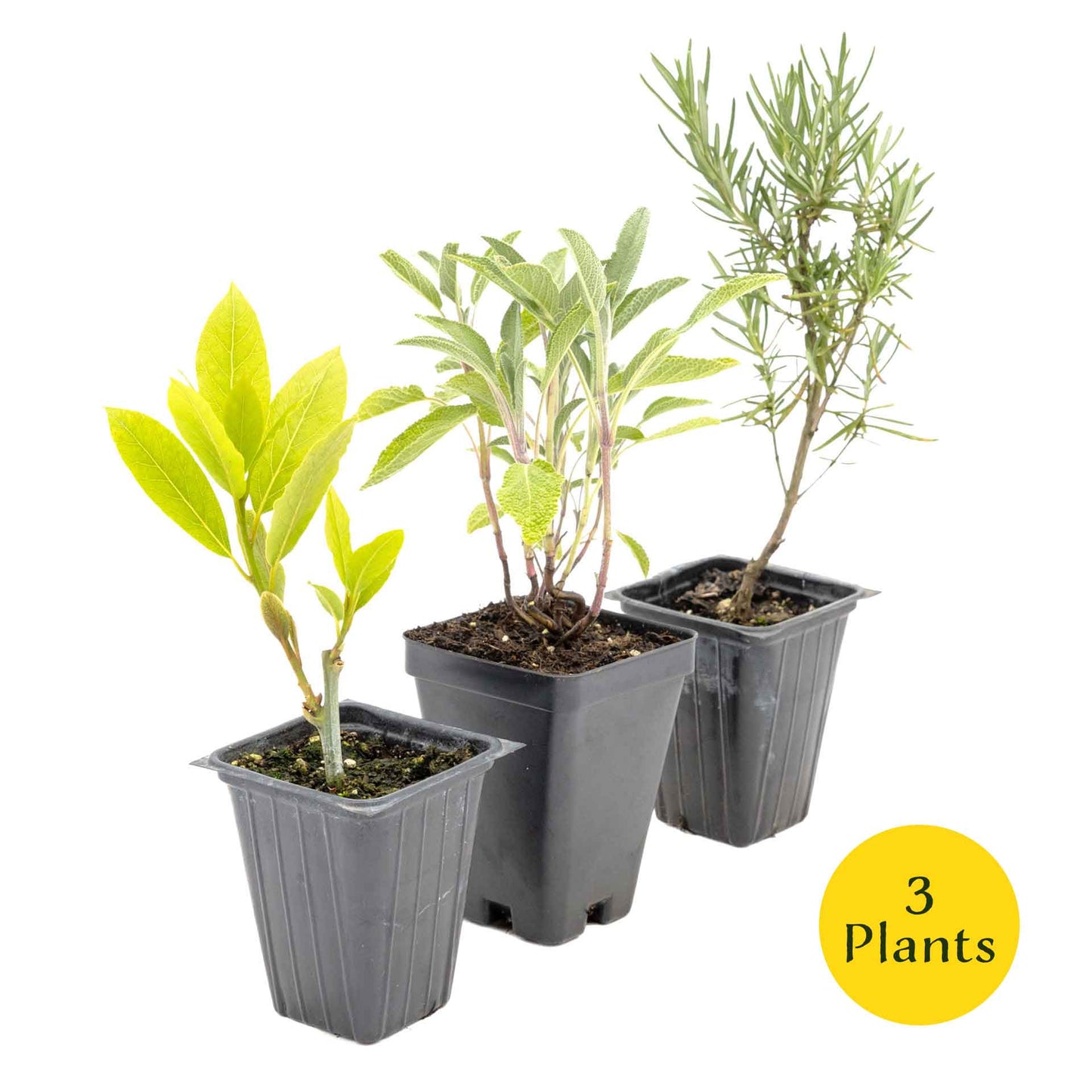 1 Mediterranean Chef’s Herb Plant Trio: Aromatic Culinary Herbs in 3.5" Cubes | Bay Laurel, Rosemary, & Sage Plants for Cooking and Gardens