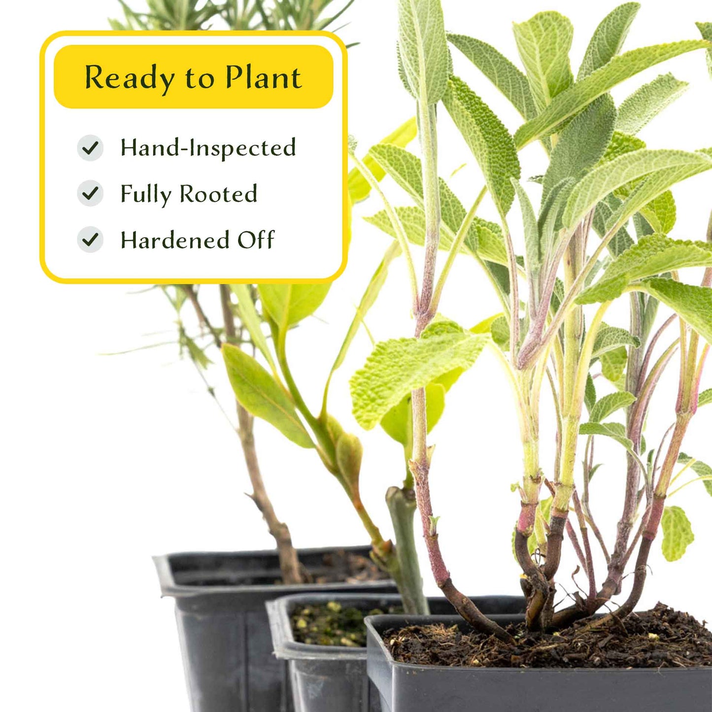 1 Mediterranean Chef’s Herb Plant Trio: Aromatic Culinary Herbs in 3.5" Cubes | Bay Laurel, Rosemary, & Sage Plants for Cooking and Gardens