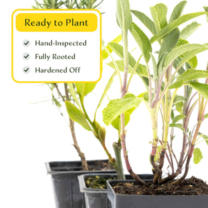 1 Mediterranean Chef’s Herb Plant Trio: Aromatic Culinary Herbs in 3.5" Cubes | Bay Laurel, Rosemary, & Sage Plants for Cooking and Gardens