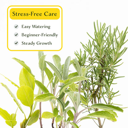 1 Mediterranean Chef’s Herb Plant Trio: Aromatic Culinary Herbs in 3.5" Cubes | Bay Laurel, Rosemary, & Sage Plants for Cooking and Gardens