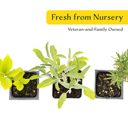 1 Mediterranean Chef’s Herb Plant Trio: Aromatic Culinary Herbs in 3.5" Cubes | Bay Laurel, Rosemary, & Sage Plants for Cooking and Gardens