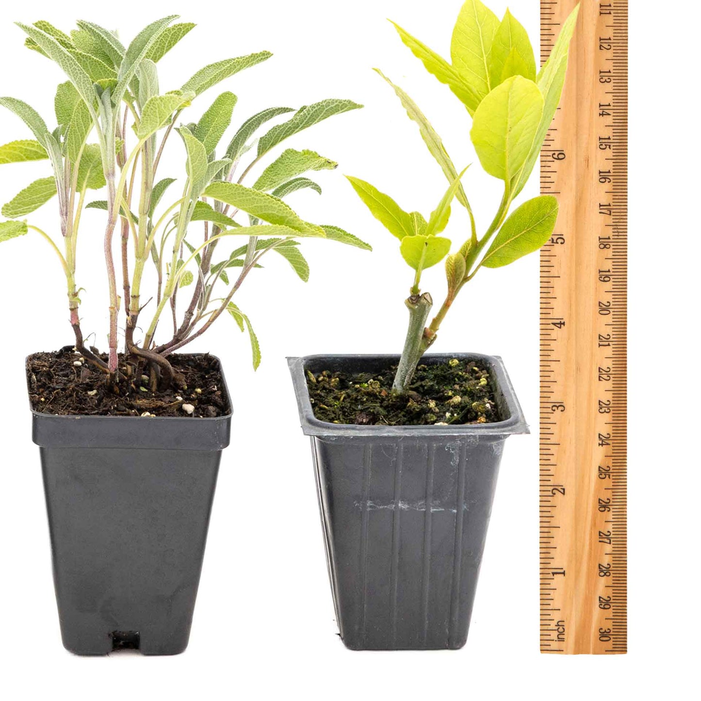1 Mediterranean Chef’s Herb Plant Trio: Aromatic Culinary Herbs in 3.5" Cubes | Bay Laurel, Rosemary, & Sage Plants for Cooking and Gardens
