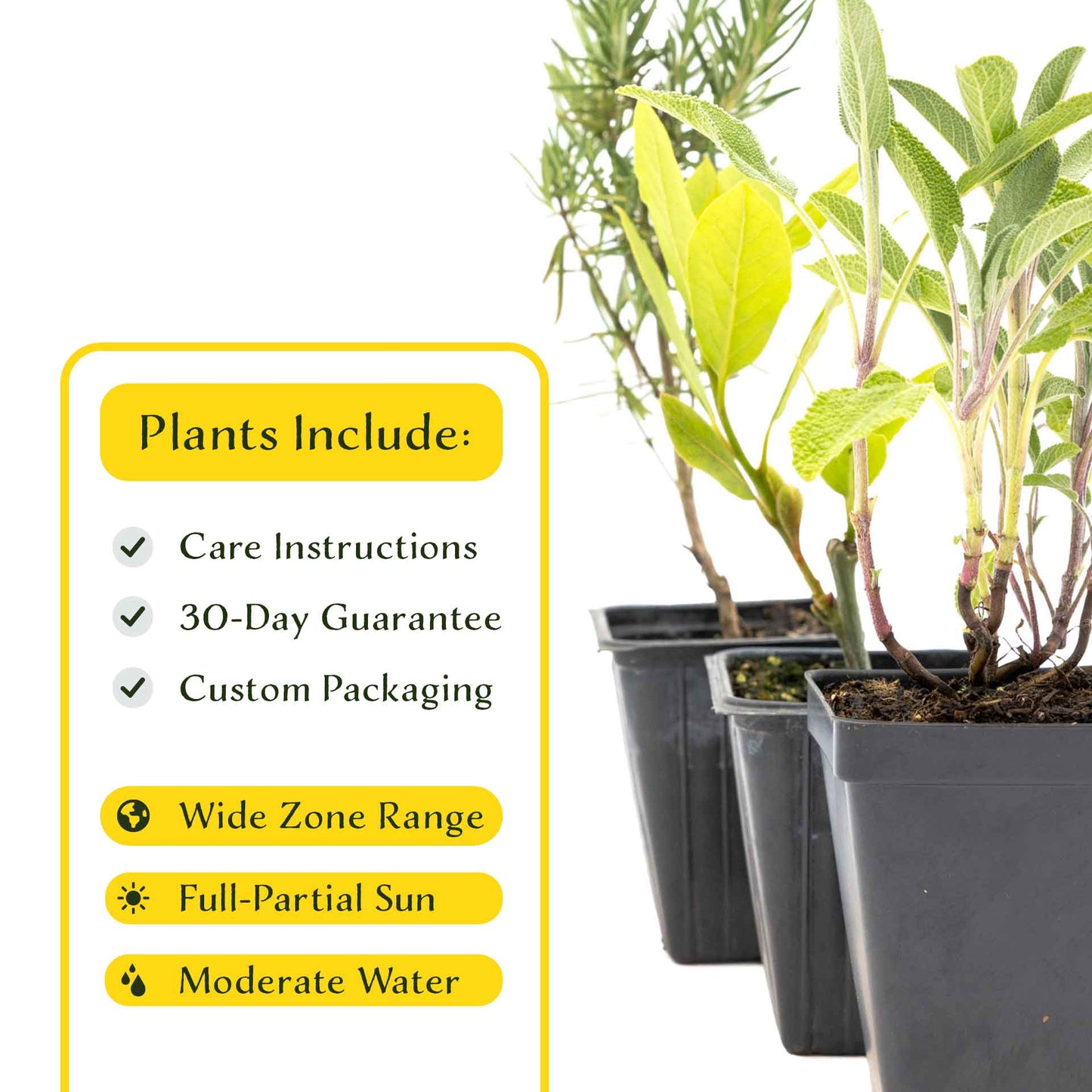 1 Mediterranean Chef’s Herb Plant Trio: Aromatic Culinary Herbs in 3.5" Cubes | Bay Laurel, Rosemary, & Sage Plants for Cooking and Gardens
