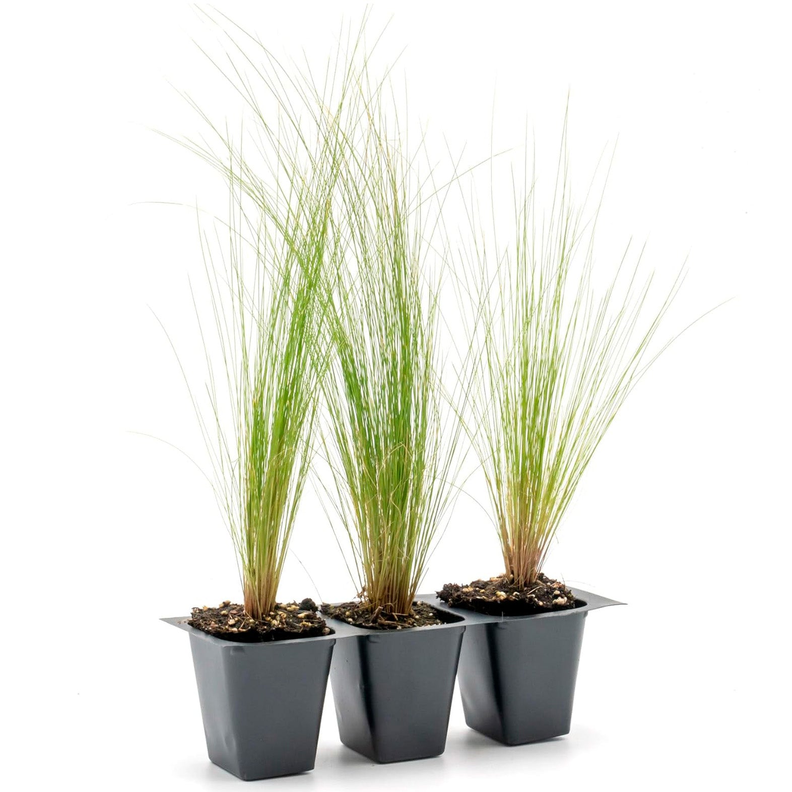Mexican Feather Grass | Live Plant in 2.5 Inch Nursery Cube | Nassella Tenuissima