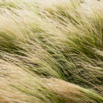 Mexican Feather Grass | Live Plant in 2.5 Inch Nursery Cube | Nassella Tenuissima