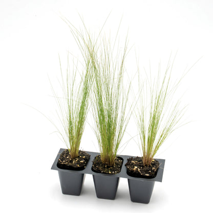Mexican Feather Grass | Live Plant in 2.5 Inch Nursery Cube | Nassella Tenuissima