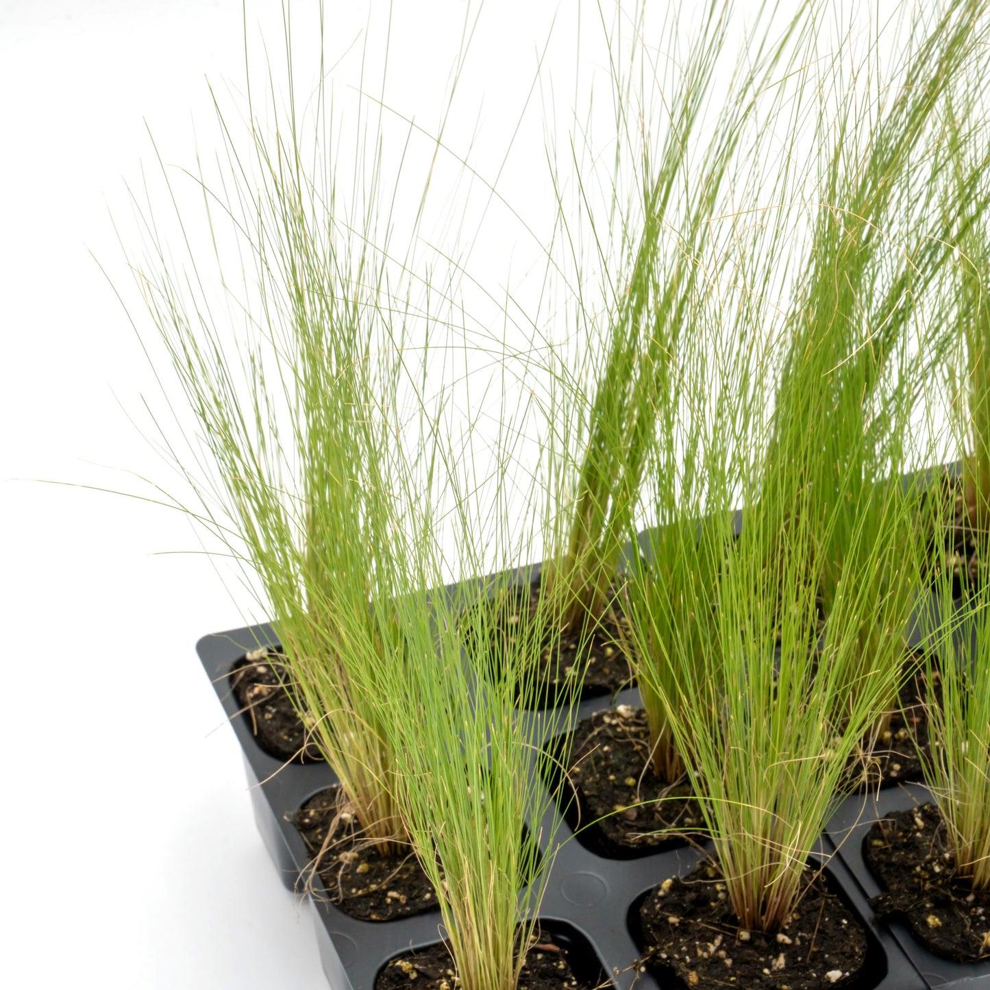 Mexican Feather Grass | Live Plant in 2.5 Inch Nursery Cube | Nassella Tenuissima