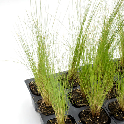Mexican Feather Grass | Live Plant in 2.5 Inch Nursery Cube | Nassella Tenuissima