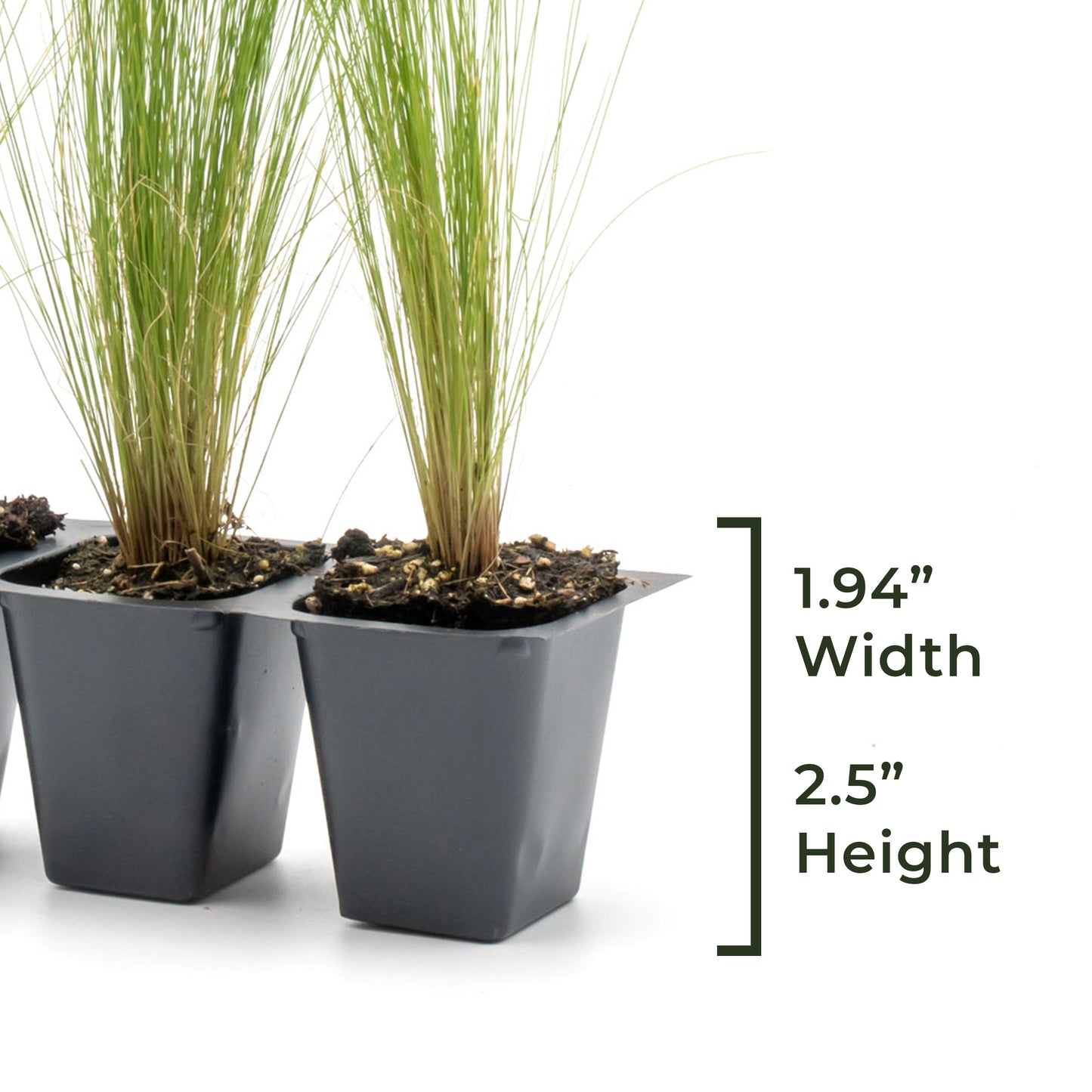 Mexican Feather Grass | Live Plant in 2.5 Inch Nursery Cube | Nassella Tenuissima