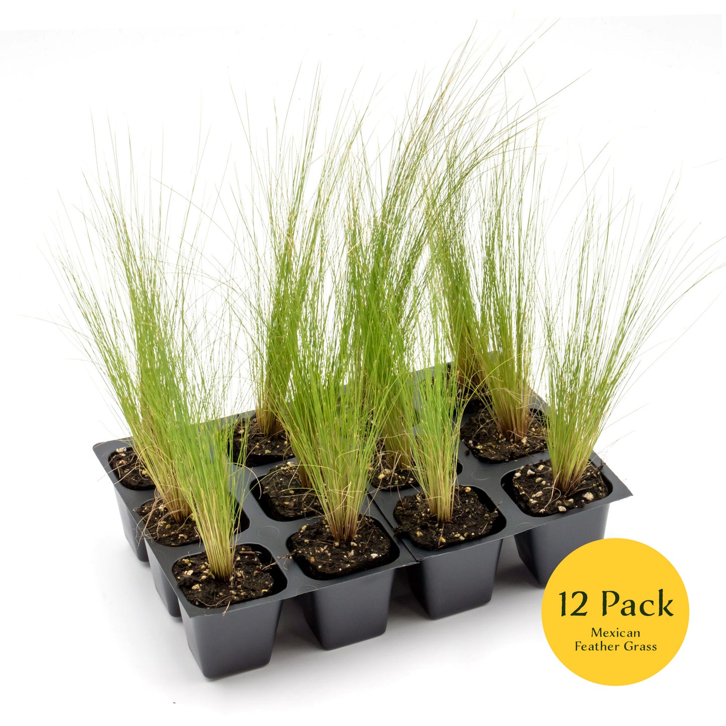 Mexican Feather Grass | Live Plant in 2.5 Inch Nursery Cube | Nassella Tenuissima
