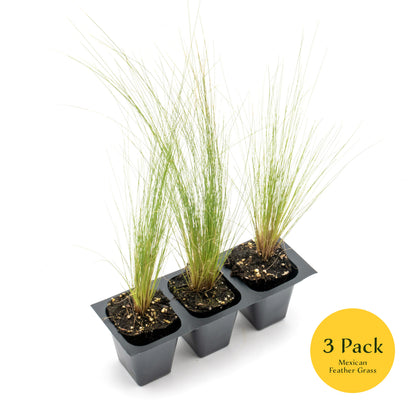 Mexican Feather Grass | Live Plant in 2.5 Inch Nursery Cube | Nassella Tenuissima