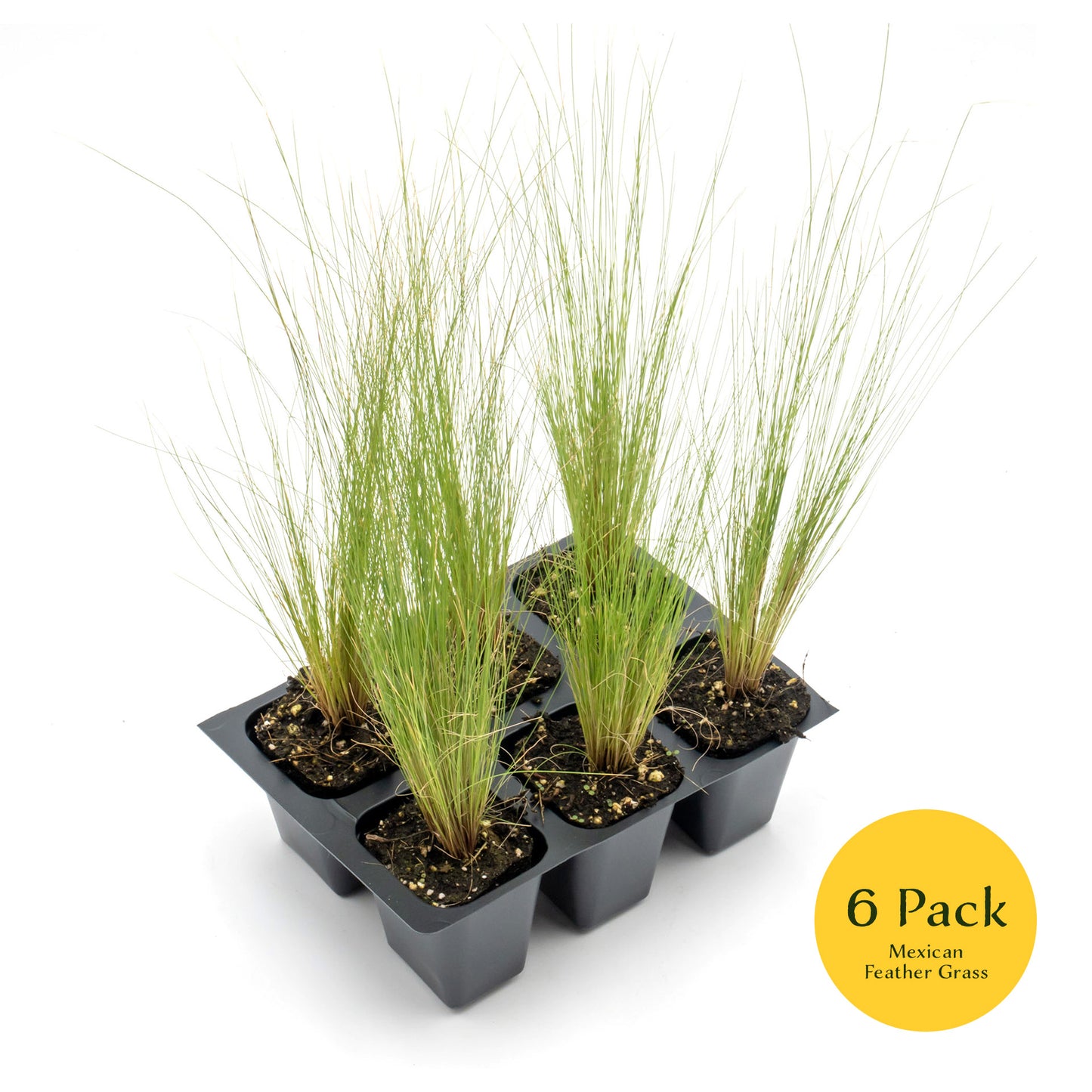 Mexican Feather Grass | Live Plant in 2.5 Inch Nursery Cube | Nassella Tenuissima