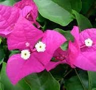 Miami Pink Bougainvillea (Bougainvillea 'Miami Pink') in 2.5" Nursery Cubes