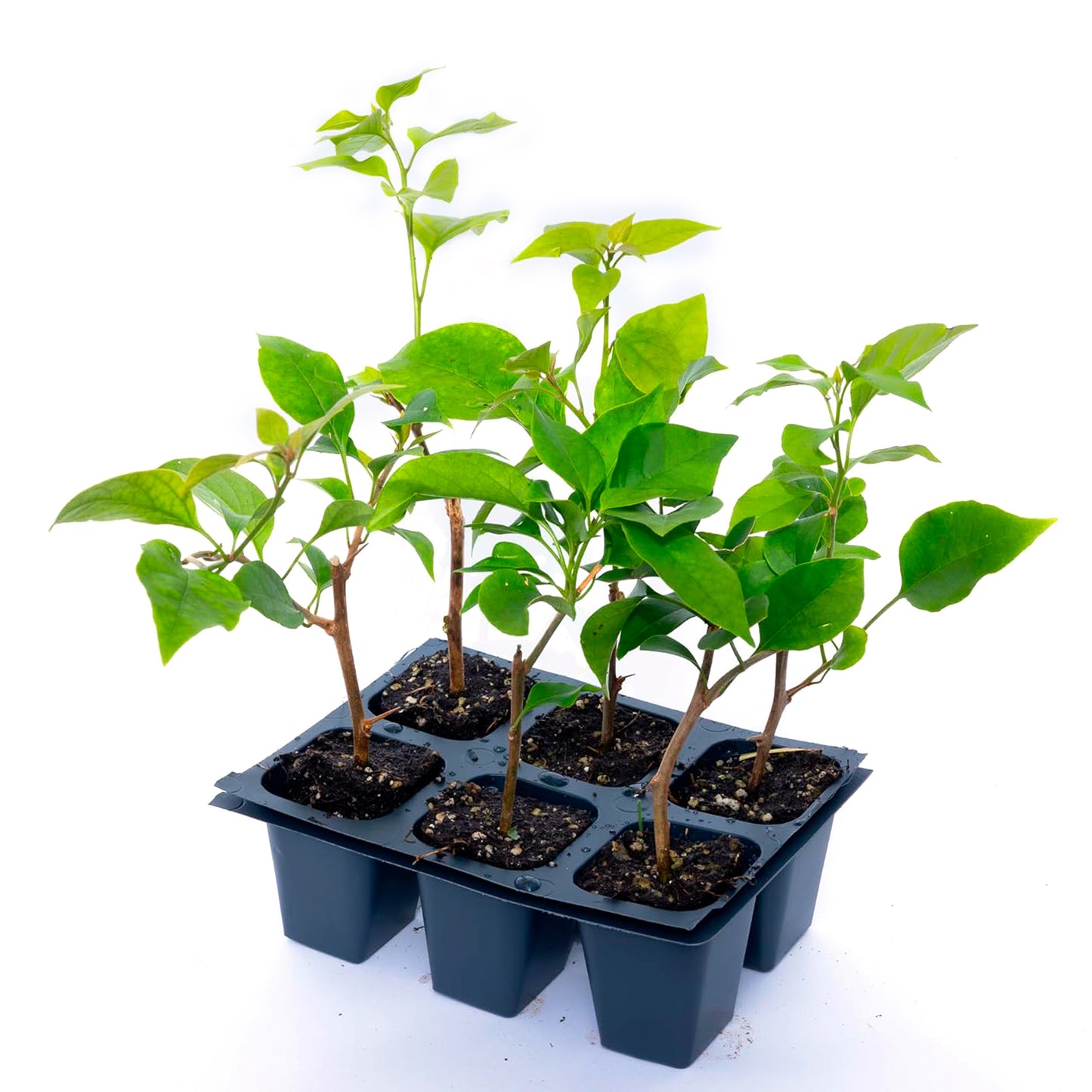 Miami Pink Bougainvillea (Bougainvillea 'Miami Pink') in 2.5" Nursery Cubes