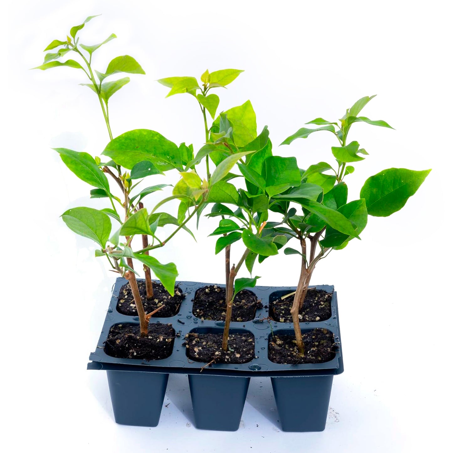 Miami Pink Bougainvillea (Bougainvillea 'Miami Pink') in 2.5" Nursery Cubes