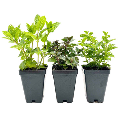 1 Mint Herb Plant Trio: Aromatic Culinary Herbs in 3.5" Cubes | Garden-Ready Spearmint, Peppermint & Strawberry Mint for Fresh Tea/ Cooking