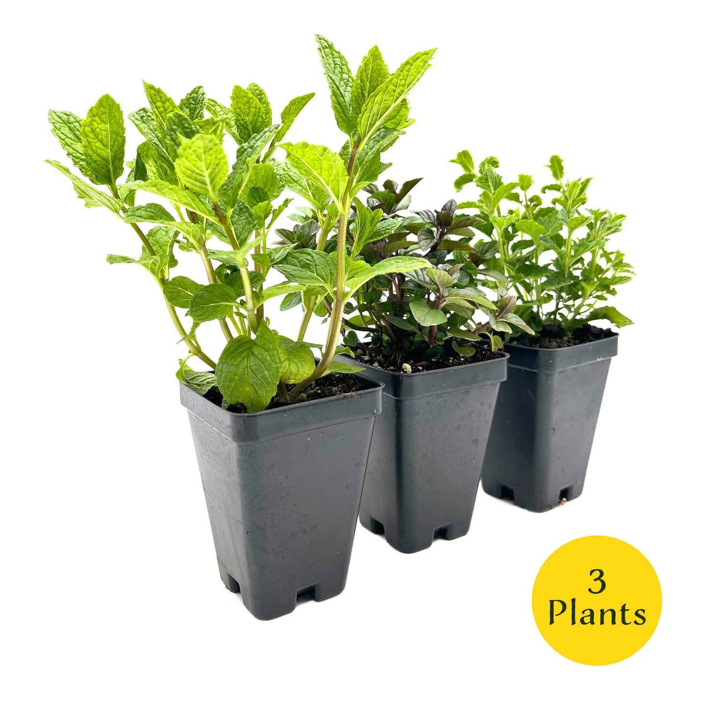 1 Mint Herb Plant Trio: Aromatic Culinary Herbs in 3.5" Cubes | Garden-Ready Spearmint, Peppermint & Strawberry Mint for Fresh Tea/ Cooking