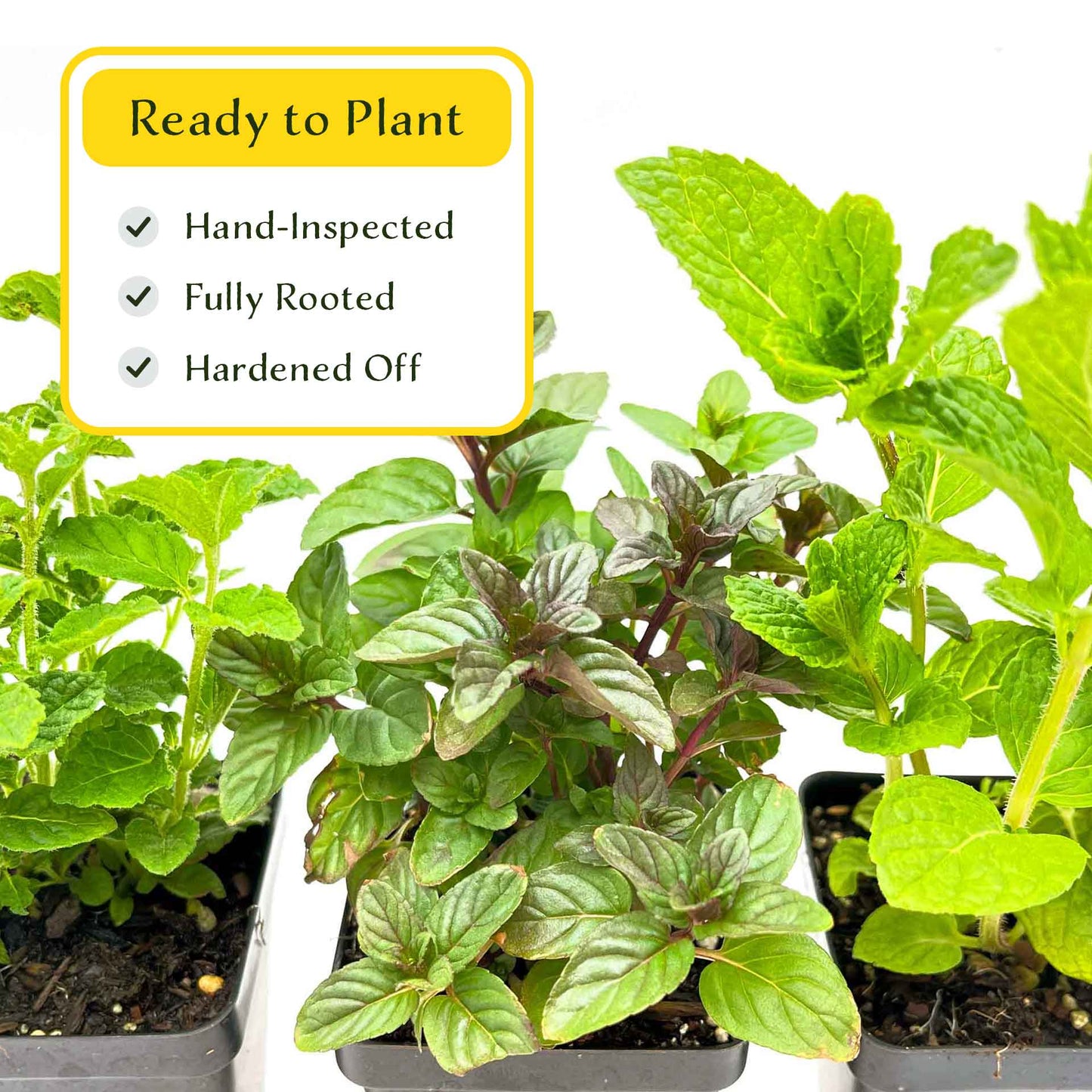 1 Mint Herb Plant Trio: Aromatic Culinary Herbs in 3.5" Cubes | Garden-Ready Spearmint, Peppermint & Strawberry Mint for Fresh Tea/ Cooking