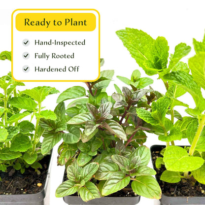 1 Mint Herb Plant Trio: Aromatic Culinary Herbs in 3.5" Cubes | Garden-Ready Spearmint, Peppermint & Strawberry Mint for Fresh Tea/ Cooking
